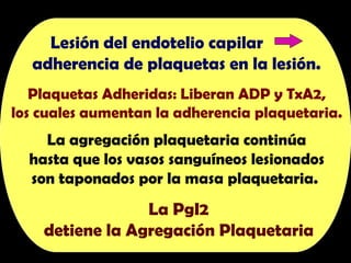 Lesión del endotelio capilar
adherencia de plaquetas en la lesión.
Plaquetas Adheridas: Liberan ADP y TxA2,
los cuales aumentan la adherencia plaquetaria.
La agregación plaquetaria continúa
hasta que los vasos sanguíneos lesionados
son taponados por la masa plaquetaria.
La PgI2
detiene la Agregación Plaquetaria
 