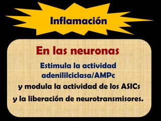 En las neuronas
Estimula la actividad
adenililciclasa/AMPc
y modula la actividad de los ASICs
y la liberación de neurotransmisores.
Inflamación
 