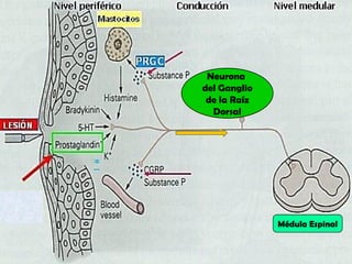 Neurona
del Ganglio
de la Raíz
Dorsal
Médula Espinal
 