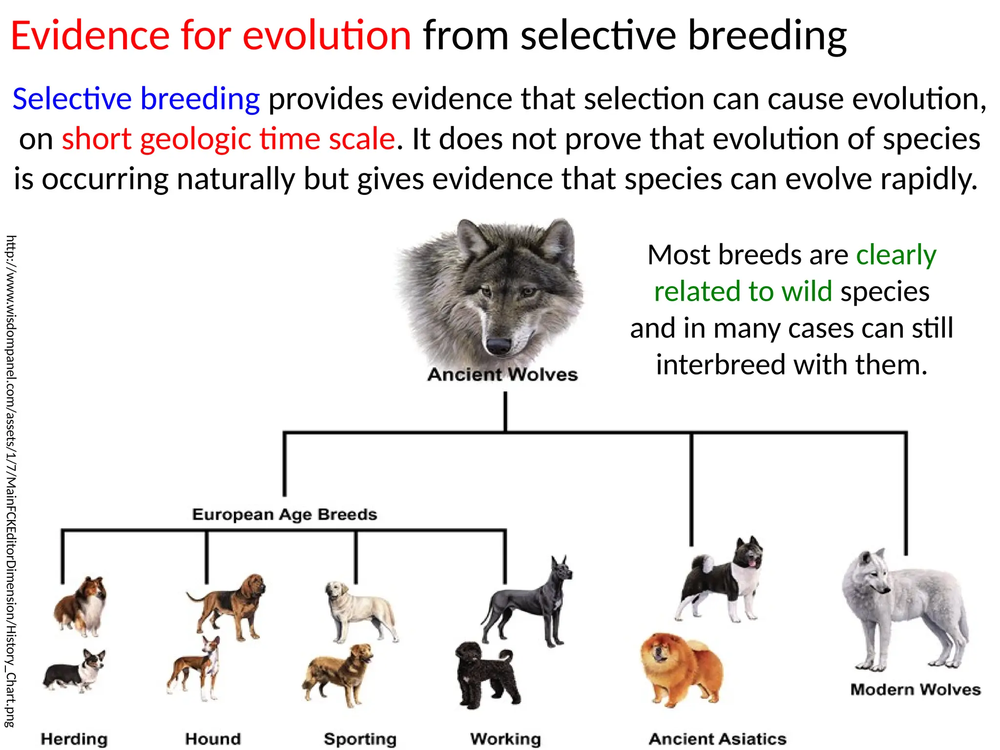 1. A 4.1 SL Evolution.pptx for IB Biology | PPTX