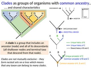1. A 3.2 HL Classification.pptx IB Biology | PPTX