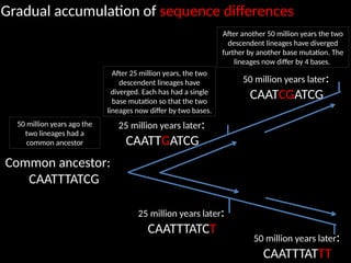 Que Es Base Gradual 1. A 3.2 HL Classification.pptx IB Biology | PPTX