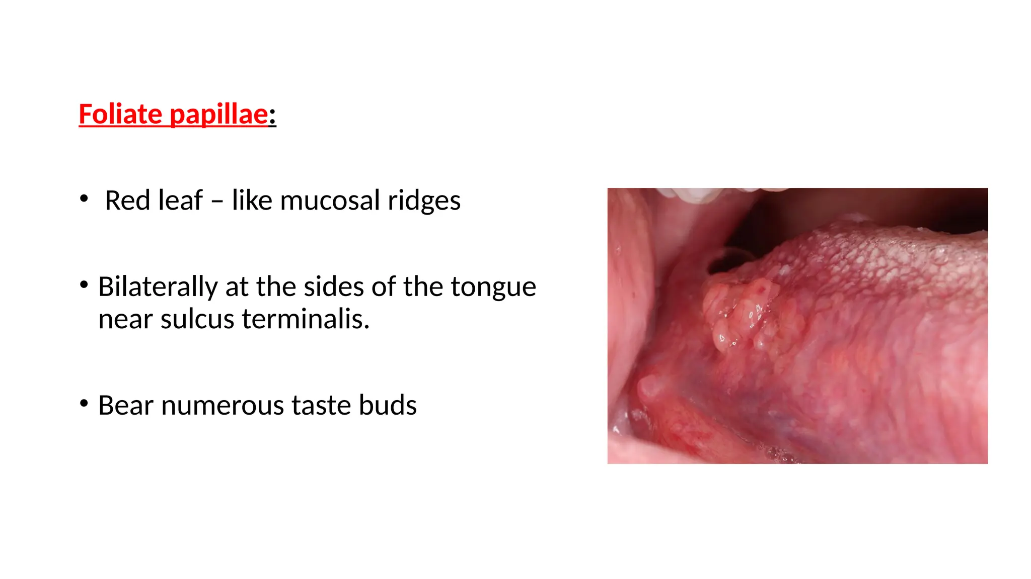 Development of tongue and its significance in prosthodontics | PPTX