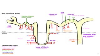 1. introduction to Diuretics for health science.pptx