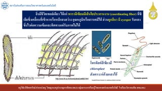 ครูวิชัยลิขิตพรรักษ์ ตาแหน่งครู วิทยฐานะครูชานาญการพิเศษ(คศ.3)กลุ่มสาระการเรียนรู้วิทยาศาสตร์และเทคโนโลยี โรงเรียนวัดราชบพิธ สพม.กท.1
สถาบันส่งเสริมการสอนวิทยาศาสตร์และเทคโนโลยี
สิ่งมีชีวิตเซลล์เดียว ได้แก่ พารามีเซียมมีเส้นใยประสานงาน (coordinating fiber) ที่ซิ
เลียซึ่งเคลื่อนที่เข้าหาหรือหนีแสงสว่าง อุณหภูมิหรือสารเคมีได้ ส่วนยูกลีนา มี eyespot รับแสง
ซึ่งไวต่อความเข้มและทิศทางแต่รับภาพไม่ได้
โพรทิสต์สีเขียวมี
chloroplast
สังเคราะห์ด้วยแสงได้
 