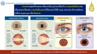 ครูวิชัยลิขิตพรรักษ์ ตาแหน่งครู วิทยฐานะครูชานาญการพิเศษ(คศ.3)กลุ่มสาระการเรียนรู้วิทยาศาสตร์และเทคโนโลยี โรงเรียนวัดราชบพิธ สพม.กท.1
สถาบันส่งเสริมการสอนวิทยาศาสตร์และเทคโนโลยี
ม่านตาควบคุมปริมาณแสง เมื่อแสงน้อย รูม่านตาเปิดกว้าง (วงคลายรัศมีหด) และ
เมื่อแสงมาก ปิดแคบ (วงหดรัศมีคลาย) ทาให้แสงผ่านไปที่ retina เหมาะสม เห็นภาพชัดเจน
เสมือน diaphragm กล้องถ่ายภาพ
 