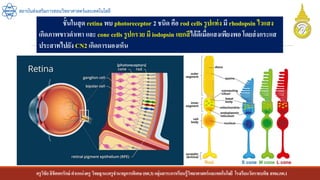 ครูวิชัยลิขิตพรรักษ์ ตาแหน่งครู วิทยฐานะครูชานาญการพิเศษ(คศ.3)กลุ่มสาระการเรียนรู้วิทยาศาสตร์และเทคโนโลยี โรงเรียนวัดราชบพิธ สพม.กท.1
สถาบันส่งเสริมการสอนวิทยาศาสตร์และเทคโนโลยี
ชั้นในสุด retina พบ photoreceptor 2 ชนิด คือ rod cells รูปแท่ง มี rhodopsin ไวแสง
เกิดภาพขาวดาเทา และ cone cells รูปกรวย มี iodopsin แยกสีได้ดีเมื่อแสงเพียงพอ โดยส่งกระแส
ประสาทไปยัง CN2 เกิดการมองเห็น
 