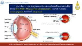 ครูวิชัยลิขิตพรรักษ์ ตาแหน่งครู วิทยฐานะครูชานาญการพิเศษ(คศ.3)กลุ่มสาระการเรียนรู้วิทยาศาสตร์และเทคโนโลยี โรงเรียนวัดราชบพิธ สพม.กท.1
สถาบันส่งเสริมการสอนวิทยาศาสตร์และเทคโนโลยี
แก้วตา เป็นเลนส์นูนใส ยืดหยุ่น รวมและหักเหแสงบนเรตินา อยู่ถัดจากกระจกตาเข้าไป
เล็กน้อย เมื่อมองใกล้ผิวจะโค้งนูนมากขึ้นแต่จะน้อยลงเมื่อมองไกล โดยการทางานของเอ็น
suspensory ligament และกล้ามเนื้อ ciliary muscle
 