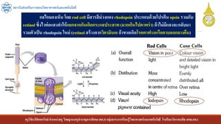 ครูวิชัยลิขิตพรรักษ์ ตาแหน่งครู วิทยฐานะครูชานาญการพิเศษ(คศ.3)กลุ่มสาระการเรียนรู้วิทยาศาสตร์และเทคโนโลยี โรงเรียนวัดราชบพิธ สพม.กท.1
สถาบันส่งเสริมการสอนวิทยาศาสตร์และเทคโนโลยี
กลไกมองเห็น โดย rod cell มีสารสีม่วงแดง rhodopsin ประกอบด้วยโปรตีน opsin รวมกับ
retinol ซึ่งไวต่อแสงทาให้แยกจากกันเกิดกระแสประสาท (มากเกินไปตาพร่า) ถ้าไม่มีแสงจะกลับมา
รวมตัวเป็น rhodopsin ใหม่ (retinol สร้างจากวิตามินเอ ถ้าขาดเกิดโรคตาฟางหรือตาบอดกลางคืน)
 