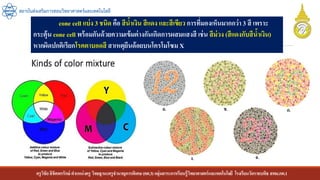 ครูวิชัยลิขิตพรรักษ์ ตาแหน่งครู วิทยฐานะครูชานาญการพิเศษ(คศ.3)กลุ่มสาระการเรียนรู้วิทยาศาสตร์และเทคโนโลยี โรงเรียนวัดราชบพิธ สพม.กท.1
สถาบันส่งเสริมการสอนวิทยาศาสตร์และเทคโนโลยี
cone cell แบ่ง 3 ชนิด คือ สีน้าเงิน สีแดง และสีเขียว การที่มองเห็นมากกว่า 3 สี เพราะ
กระตุ้น cone cell พร้อมกันด้วยความเข้มต่างกันเกิดการผสมแสงสี เช่น สีม่วง (สีแดงกับสีน้าเงิน)
หากผิดปกติเรียกโรคตาบอดสี สาเหตุยีนด้อยบนโครโมโซม X
 