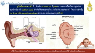 ครูวิชัยลิขิตพรรักษ์ ตาแหน่งครู วิทยฐานะครูชานาญการพิเศษ(คศ.3)กลุ่มสาระการเรียนรู้วิทยาศาสตร์และเทคโนโลยี โรงเรียนวัดราชบพิธ สพม.กท.1
สถาบันส่งเสริมการสอนวิทยาศาสตร์และเทคโนโลยี
หูรับเสียงและทรงตัว มี 3 ส่วนคือ external ear มี pinna กางออกภายในเป็นกระดูกอ่อน
รับคลื่นเสียงเข้า auditory canal เป็นท่อโค้งกลวงทางผ่าน ภายในมีขนและต่อมสร้างไขสะสมเป็นขี้หู
ear drum หรือ tympanic membrane สั่นสะเทือนเพิ่มแอมพลิจูด 17 เท่า
 
