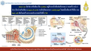 ครูวิชัยลิขิตพรรักษ์ ตาแหน่งครู วิทยฐานะครูชานาญการพิเศษ(คศ.3)กลุ่มสาระการเรียนรู้วิทยาศาสตร์และเทคโนโลยี โรงเรียนวัดราชบพิธ สพม.กท.1
สถาบันส่งเสริมการสอนวิทยาศาสตร์และเทคโนโลยี
inner ear มีอวัยวะฟังเสียง คือ cochlea อยู่ด้านหน้าเป็นท่อก้นหอย 2 รอบครึ่ง แบ่ง 3
ช่อง มีหน่วยรับเสียง (organ of corti) ภายในมีของเหลว endolymph โดยคลื่นเสียงทาให้สั่น และ
hair cell พัดโบกสร้างกระแสประสาทส่งไปที่ CN8
 