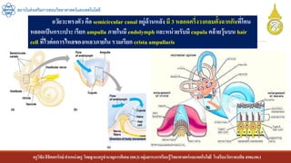 ครูวิชัยลิขิตพรรักษ์ ตาแหน่งครู วิทยฐานะครูชานาญการพิเศษ(คศ.3)กลุ่มสาระการเรียนรู้วิทยาศาสตร์และเทคโนโลยี โรงเรียนวัดราชบพิธ สพม.กท.1
สถาบันส่งเสริมการสอนวิทยาศาสตร์และเทคโนโลยี
อวัยวะทรงตัว คือ semicircular canal อยู่ด้านหลัง มี 3 หลอดครึ่งวงกลมตั้งฉากกันที่โคน
หลอดเป็นกระเปาะเรียก ampulla ภายในมี endolymph และหน่วยรับมี cupula คล้ายวุ้นบน hair
cell ที่ไวต่อการไหลของเหลวภายใน รวมเรียก crista ampullaris
 