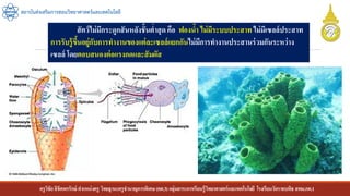 ครูวิชัยลิขิตพรรักษ์ ตาแหน่งครู วิทยฐานะครูชานาญการพิเศษ(คศ.3)กลุ่มสาระการเรียนรู้วิทยาศาสตร์และเทคโนโลยี โรงเรียนวัดราชบพิธ สพม.กท.1
สถาบันส่งเสริมการสอนวิทยาศาสตร์และเทคโนโลยี
สัตว์ไม่มีกระดูกสันหลังชั้นต่าสุดคือ ฟองน้า ไม่มีระบบประสาทไม่มีเซลล์ประสาท
การรับรู้ขึ้นอยู่กับการทางานของแต่ละเซลล์แยกกันไม่มีการทางานประสานร่วมกันระหว่าง
เซลล์ โดยตอบสนองต่อแรงกดและสัมผัส
 