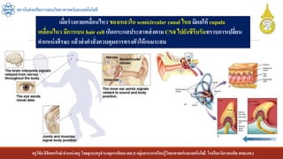 ครูวิชัยลิขิตพรรักษ์ ตาแหน่งครู วิทยฐานะครูชานาญการพิเศษ(คศ.3)กลุ่มสาระการเรียนรู้วิทยาศาสตร์และเทคโนโลยี โรงเรียนวัดราชบพิธ สพม.กท.1
สถาบันส่งเสริมการสอนวิทยาศาสตร์และเทคโนโลยี
เมื่อร่างกายเคลื่อนไหว ของเหลวใน semicircular canal ไหล มีผลให้ cupula
เคลื่อนไหว มีการเบน hair cell เกิดกระแสประสาทส่งตามCN8 ไปยังซีรีบรัมทราบการเปลี่ยน
ตาแหน่งศีรษะ แล้วส่งคาสั่งควบคุมการทรงตัวให้เหมาะสม
 