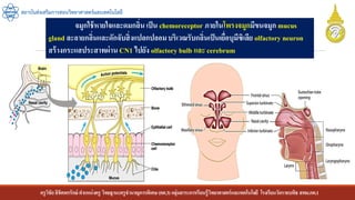 ครูวิชัยลิขิตพรรักษ์ ตาแหน่งครู วิทยฐานะครูชานาญการพิเศษ(คศ.3)กลุ่มสาระการเรียนรู้วิทยาศาสตร์และเทคโนโลยี โรงเรียนวัดราชบพิธ สพม.กท.1
สถาบันส่งเสริมการสอนวิทยาศาสตร์และเทคโนโลยี
จมูกใช้หายใจและดมกลิ่น เป็น chemoreceptor ภายในโพรงจมูกมีขนจมูก mucus
gland ละลายกลิ่นและดักจับสิ่งแปลกปลอมบริเวณรับกลิ่นเป็นเยื่อบุมีซิเลีย olfactory neuron
สร้างกระแสประสาทผ่าน CN1 ไปยัง olfactory bulb และ cerebrum
 