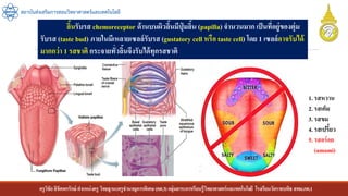 ครูวิชัยลิขิตพรรักษ์ ตาแหน่งครู วิทยฐานะครูชานาญการพิเศษ(คศ.3)กลุ่มสาระการเรียนรู้วิทยาศาสตร์และเทคโนโลยี โรงเรียนวัดราชบพิธ สพม.กท.1
สถาบันส่งเสริมการสอนวิทยาศาสตร์และเทคโนโลยี
ลิ้นรับรส chemoreceptor ด้านบนผิวลิ้นมีปุ่ มลิ้น (papilla) จานวนมาก เป็นที่อยู่ของตุ่ม
รับรส (taste bud) ภายในมีเหลายเซลล์รับรส (gustatory cell หรือ taste cell) โดย 1 เซลล์อาจรับได้
มากกว่า 1 รสชาติ กระจายทั่วลิ้นจึงรับได้ทุกรสชาติ
1. รสหวาน
2. รสเค็ม
3. รสขม
4. รสเปรี้ยว
5. รสอร่อย
(umami)
 