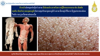 ครูวิชัยลิขิตพรรักษ์ ตาแหน่งครู วิทยฐานะครูชานาญการพิเศษ(คศ.3)กลุ่มสาระการเรียนรู้วิทยาศาสตร์และเทคโนโลยี โรงเรียนวัดราชบพิธ สพม.กท.1
สถาบันส่งเสริมการสอนวิทยาศาสตร์และเทคโนโลยี
ผิวหนังปกคลุมห่อหุ้มร่างกาย มีปลายประสาทรับความรู้สึกหลากหลายเช่น สัมผัส
กดดัน เจ็บปวด และอุณหภูมิยังควบคุมรักษาอุณหภูมิร่างกาย ยืดหยุ่นได้มากมีรูขุมขนของต่อม
ไขมัน และรูเหงื่อของต่อมเหงื่อ
 