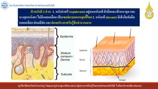 ครูวิชัยลิขิตพรรักษ์ ตาแหน่งครู วิทยฐานะครูชานาญการพิเศษ(คศ.3)กลุ่มสาระการเรียนรู้วิทยาศาสตร์และเทคโนโลยี โรงเรียนวัดราชบพิธ สพม.กท.1
สถาบันส่งเสริมการสอนวิทยาศาสตร์และเทคโนโลยี
ผิวหนังมี 2 ส่วน 1. หนังกาพร้า (epidermis) อยู่บนหนังแท้ ฝ่ ามือและเท้าหนาสุด และ
บางสุดหนังตา ไม่มีหลอดเลือดเป็นเซลล์ตายลอกหลุดขี้ไคล2. หนังแท้ (dermis) มีเส้นใยพังผืด
หลอดเลือด ต่อมมีท่อ และปลายประสาทรับรู้สึกจานวนมาก
 