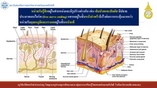 ครูวิชัยลิขิตพรรักษ์ ตาแหน่งครู วิทยฐานะครูชานาญการพิเศษ(คศ.3)กลุ่มสาระการเรียนรู้วิทยาศาสตร์และเทคโนโลยี โรงเรียนวัดราชบพิธ สพม.กท.1
สถาบันส่งเสริมการสอนวิทยาศาสตร์และเทคโนโลยี
หน่วยรับรู้สึกอยู่ในตาแหน่งและมีรูปร่างต่างกัน เช่น เจ็บปวดและสัมผัส มีปลาย
ประสาทเดนไดร์ท(free nerve ending) แทรกอยู่ในชั้นหนังกาพร้าจึงไวต่อการกระตุ้นมากกว่า
หน่วยรับอุณหภูมิและแรงกดอยู่ในชั้นหนังแท้
 