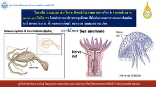 ครูวิชัยลิขิตพรรักษ์ ตาแหน่งครู วิทยฐานะครูชานาญการพิเศษ(คศ.3)กลุ่มสาระการเรียนรู้วิทยาศาสตร์และเทคโนโลยี โรงเรียนวัดราชบพิธ สพม.กท.1
สถาบันส่งเสริมการสอนวิทยาศาสตร์และเทคโนโลยี
ไนดาเรีย (Cnidaria) เช่น ไฮดรา มีเซลล์ประสาทพวกแรกเรียกว่า ร่างแหประสาท
(nerve net) ไม่มี CNS โดยนากระแสประสาททุกทิศทางไม่แน่นอนและตอบสนองพร้อมกัน
ทุกส่วนของร่างกาย ซึ่งพบหนาแน่นบริเวณหนวด (tentacle) และปาก
ดอกไม้ทะเล
 