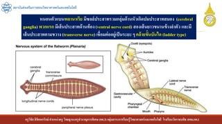 ครูวิชัยลิขิตพรรักษ์ ตาแหน่งครู วิทยฐานะครูชานาญการพิเศษ(คศ.3)กลุ่มสาระการเรียนรู้วิทยาศาสตร์และเทคโนโลยี โรงเรียนวัดราชบพิธ สพม.กท.1
สถาบันส่งเสริมการสอนวิทยาศาสตร์และเทคโนโลยี
หนอนตัวแบนพลานาเรีย มีซลล์ประสาทรวมกลุ่มด้านหัวเกิดปมประสาทสมอง (cerebral
ganglia) พวกแรก มีเส้นประสาทด้านท้อง(ventral nerve cord) สองเส้นยาวขนานข้างลาตัว และมี
เส้นประสาทตามขวาง (transverse nerve) เชื่อมต่ออยู่เป็นระยะ ๆ คล้ายขั้นบันได (ladder type)
 