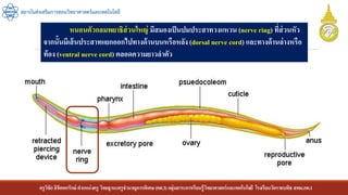 ครูวิชัยลิขิตพรรักษ์ ตาแหน่งครู วิทยฐานะครูชานาญการพิเศษ(คศ.3)กลุ่มสาระการเรียนรู้วิทยาศาสตร์และเทคโนโลยี โรงเรียนวัดราชบพิธ สพม.กท.1
สถาบันส่งเสริมการสอนวิทยาศาสตร์และเทคโนโลยี
หนอนตัวกลมพยาธิส่วนใหญ่ มีสมองเป็นปมประสาทวงแหวน (nerve ring) ที่ส่วนหัว
จากนั้นมีเส้นประสาทแยกออกไปทางด้านบนหรือหลัง(dorsal nerve cord) และทางด้านล่างหรือ
ท้อง (ventral nerve cord) ตลอดความยาวลาตัว
 