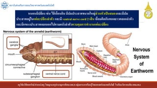 ครูวิชัยลิขิตพรรักษ์ ตาแหน่งครู วิทยฐานะครูชานาญการพิเศษ(คศ.3)กลุ่มสาระการเรียนรู้วิทยาศาสตร์และเทคโนโลยี โรงเรียนวัดราชบพิธ สพม.กท.1
สถาบันส่งเสริมการสอนวิทยาศาสตร์และเทคโนโลยี
หนอนมีปล้อง เช่น ไส้เดือนดิน มีปมประสาทขนาดใหญ่ส่วนหัวเป็นสมองและมีปม
ประสาทอยู่ในแต่ละปล้องลาตัว และมี ventral nerve cord 2 เส้น เชื่อมติดกันทอดยาวตลอดลาตัว
และมีแขนงประสาทแยกออกไปตามผนังลาตัวควบคุมการทางานแต่ละปล้อง
 