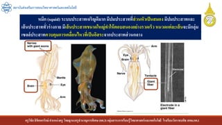 ครูวิชัยลิขิตพรรักษ์ ตาแหน่งครู วิทยฐานะครูชานาญการพิเศษ(คศ.3)กลุ่มสาระการเรียนรู้วิทยาศาสตร์และเทคโนโลยี โรงเรียนวัดราชบพิธ สพม.กท.1
สถาบันส่งเสริมการสอนวิทยาศาสตร์และเทคโนโลยี
หมึก (squid) ระบบประสาทเจริญดีมากมีปมประสาทที่ส่วนหัวเป็นสมอง มีปมประสาทและ
เส้นประสาททั่วร่างกาย มีเส้นประสาทขนาดใหญ่ทาให้ตอบสนองอย่างรวดเร็ว หนวดแต่ละเส้นจะมีกลุ่ม
เซลล์ประสาทควบคุมการเคลื่อนไหวที่เป็นอิสระจากประสาทส่วนกลาง
 