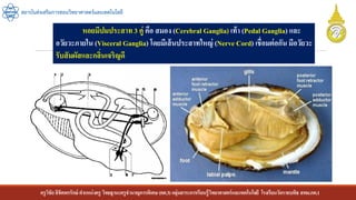 ครูวิชัยลิขิตพรรักษ์ ตาแหน่งครู วิทยฐานะครูชานาญการพิเศษ(คศ.3)กลุ่มสาระการเรียนรู้วิทยาศาสตร์และเทคโนโลยี โรงเรียนวัดราชบพิธ สพม.กท.1
สถาบันส่งเสริมการสอนวิทยาศาสตร์และเทคโนโลยี
หอยมีปมประสาท 3 คู่ คือ สมอง (Cerebral Ganglia) เท้า (Pedal Ganglia) และ
อวัยวะภายใน (Visceral Ganglia) โดยมีเส้นประสาทใหญ่ (Nerve Cord) เชื่อมต่อกัน มีอวัยวะ
รับสัมผัสและกลิ่นเจริญดี
 
