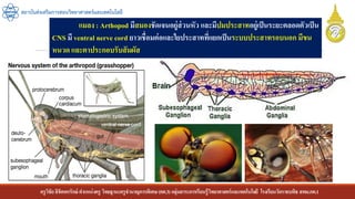 ครูวิชัยลิขิตพรรักษ์ ตาแหน่งครู วิทยฐานะครูชานาญการพิเศษ(คศ.3)กลุ่มสาระการเรียนรู้วิทยาศาสตร์และเทคโนโลยี โรงเรียนวัดราชบพิธ สพม.กท.1
สถาบันส่งเสริมการสอนวิทยาศาสตร์และเทคโนโลยี
แมลง : Arthopod มีสมองชัดเจนอยู่ส่วนหัว และมีปมประสาทอยู่เป็นระยะตลอดตัวเป็น
CNS มี ventral nerve cord ยาวเชื่อมต่อและใยประสาทที่แยกเป็นระบบประสาทรอบนอก มีขน
หนวด และตาประกอบรับสัมผัส
 