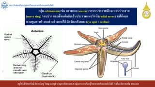 ครูวิชัยลิขิตพรรักษ์ ตาแหน่งครู วิทยฐานะครูชานาญการพิเศษ(คศ.3)กลุ่มสาระการเรียนรู้วิทยาศาสตร์และเทคโนโลยี โรงเรียนวัดราชบพิธ สพม.กท.1
สถาบันส่งเสริมการสอนวิทยาศาสตร์และเทคโนโลยี
กลุ่ม echinoderm เช่น ดาวทะเล (seastar) ระบบประสาทมีวงแหวนประสาท
(nerve ring) รอบปาก และเชื่อมต่อกับเส้นประสาทแนวรัศมี (radial nerve) ทาให้แยก
ควบคุมการทางานส่วนร่างกายได้ มีอวัยวะรับแสง (eye spot / ocellus)
 