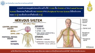 ครูวิชัยลิขิตพรรักษ์ ตาแหน่งครู วิทยฐานะครูชานาญการพิเศษ(คศ.3)กลุ่มสาระการเรียนรู้วิทยาศาสตร์และเทคโนโลยี โรงเรียนวัดราชบพิธ สพม.กท.1
สถาบันส่งเสริมการสอนวิทยาศาสตร์และเทคโนโลยี
ระบบประสาทมนุษย์แบ่งตามโครงสร้างได้ 2 ระบบ คือ ส่วนกลาง CNS (Central Nervous
System) มีสมองและไขสันหลัง และรอบนอก PNS (Peripheral Nervous System) มีเส้นประสาท
สมอง 12 คู่ และเส้นประสาทไขสันหลัง31 คู่
 