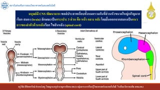 ครูวิชัยลิขิตพรรักษ์ ตาแหน่งครู วิทยฐานะครูชานาญการพิเศษ(คศ.3)กลุ่มสาระการเรียนรู้วิทยาศาสตร์และเทคโนโลยี โรงเรียนวัดราชบพิธ สพม.กท.1
สถาบันส่งเสริมการสอนวิทยาศาสตร์และเทคโนโลยี
มนุษย์มี CNS พัฒนามาก เซลล์ประสาทเกือบทั้งหมดรวมกันที่ส่วนหัวขนาดใหญ่เจริญมาก
เรียก สมอง (brain) ลักษณะเป็นกระเปาะ 3 ส่วน คือ หน้า กลาง หลัง โดยยื่นออกจากสมองเป็นแนว
ยาวของลาตัวด้านหลังเรียก ไขสันหลัง (spinal cord)
 