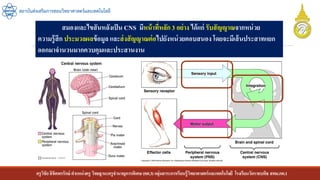 ครูวิชัยลิขิตพรรักษ์ ตาแหน่งครู วิทยฐานะครูชานาญการพิเศษ(คศ.3)กลุ่มสาระการเรียนรู้วิทยาศาสตร์และเทคโนโลยี โรงเรียนวัดราชบพิธ สพม.กท.1
สถาบันส่งเสริมการสอนวิทยาศาสตร์และเทคโนโลยี
สมองและไขสันหลังเป็น CNS มีหน้าที่หลัก 3 อย่าง ได้แก่ รับสัญญาณจากหน่วย
ความรู้สึก ประมวลผลข้อมูล และส่งสัญญาณต่อไปยังหน่วยตอบสนอง โดยจะมีเส้นประสาทแยก
ออกมาจานวนมากควบคุมและประสานงาน
 