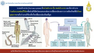 ครูวิชัยลิขิตพรรักษ์ ตาแหน่งครู วิทยฐานะครูชานาญการพิเศษ(คศ.3)กลุ่มสาระการเรียนรู้วิทยาศาสตร์และเทคโนโลยี โรงเรียนวัดราชบพิธ สพม.กท.1
สถาบันส่งเสริมการสอนวิทยาศาสตร์และเทคโนโลยี
ระบบประสาท (Nervous system) มีหน่วยทางาน คือ เซลล์ประสาท และมีการทางาน
ร่วมกับระบบต่อมไร้ท่อเพื่อช่วยให้สัตว์ตอบสนองต่อการเปลี่ยนแปลงสภาวะแวดล้อมโดยที่ยังรักษา
ดุลยภาพภายในร่างกายให้คงที่หรือเปลี่ยนแปลงน้อยที่สุด
 