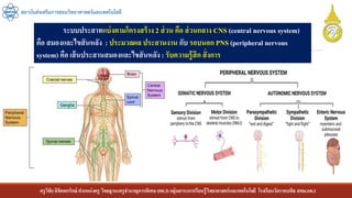 ครูวิชัยลิขิตพรรักษ์ ตาแหน่งครู วิทยฐานะครูชานาญการพิเศษ(คศ.3)กลุ่มสาระการเรียนรู้วิทยาศาสตร์และเทคโนโลยี โรงเรียนวัดราชบพิธ สพม.กท.1
สถาบันส่งเสริมการสอนวิทยาศาสตร์และเทคโนโลยี
ระบบประสาทแบ่งตามโครงสร้าง 2 ส่วน คือ ส่วนกลาง CNS (central nervous system)
คือ สมองและไขสันหลัง : ประมวลผล ประสานงาน กับ รอบนอก PNS (peripheral nervous
system) คือ เส้นประสานสมองและไขสันหลัง : รับความรู้สึก สั่งการ
 