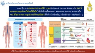 ครูวิชัยลิขิตพรรักษ์ ตาแหน่งครู วิทยฐานะครูชานาญการพิเศษ(คศ.3)กลุ่มสาระการเรียนรู้วิทยาศาสตร์และเทคโนโลยี โรงเรียนวัดราชบพิธ สพม.กท.1
สถาบันส่งเสริมการสอนวิทยาศาสตร์และเทคโนโลยี
ระบบประสาทแบ่งตามการทางานได้ 2 ระบบ คือ Somatic Nervous System หรือ SNS ที่
สามารถควบคุมสั่งการได้ภายใต้จิตใจ ได้แก่ กล้ามเนื้อลาย และ Autonomic Nervous System หรือ
ANS ที่ไม่สามารถควบคุมสั่งการได้ภายใต้จิตใจ ได้แก่ กล้ามเนื้อเรียบ กล้ามเนื้อหัวใจ และต่อมต่าง ๆ
 