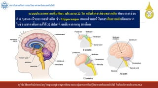 ครูวิชัยลิขิตพรรักษ์ ตาแหน่งครู วิทยฐานะครูชานาญการพิเศษ(คศ.3)กลุ่มสาระการเรียนรู้วิทยาศาสตร์และเทคโนโลยี โรงเรียนวัดราชบพิธ สพม.กท.1
สถาบันส่งเสริมการสอนวิทยาศาสตร์และเทคโนโลยี
ระบบประสาททารกเริ่มพัฒนาประมาณ 22 วัน หลังตั้งครรภ์จนทารกเกิด พัฒนาการส่วน
ต่าง ๆ สมอง มีระยะเวลาต่างกัน เช่น Hippocampus สมองส่วนหน้าในการเก็บความจาพัฒนามาก
ในช่วงมารดาตั้งครรภ์ได้ 32 สัปดาห์ จนถึงทารกอายุ 18 เดือน
 