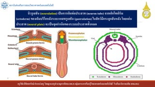 ครูวิชัยลิขิตพรรักษ์ ตาแหน่งครู วิทยฐานะครูชานาญการพิเศษ(คศ.3)กลุ่มสาระการเรียนรู้วิทยาศาสตร์และเทคโนโลยี โรงเรียนวัดราชบพิธ สพม.กท.1
สถาบันส่งเสริมการสอนวิทยาศาสตร์และเทคโนโลยี
นิวรูเลชัน (neurulation) เป็นการเกิดท่อประสาท (neuron tube) จากเอ็กโทเดิร์ม
(ectoderm) ของเอ็มบริโอหลังระยะแกสทรูเลชัน (gastrulation) ในสัตว์มีกระดูกสันหลัง โดยแผ่น
ประสาท (neural plate) จะเป็นจุดกาเนิดของระบบประสาททั้งหมด
 