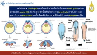 ครูวิชัยลิขิตพรรักษ์ ตาแหน่งครู วิทยฐานะครูชานาญการพิเศษ(คศ.3)กลุ่มสาระการเรียนรู้วิทยาศาสตร์และเทคโนโลยี โรงเรียนวัดราชบพิธ สพม.กท.1
สถาบันส่งเสริมการสอนวิทยาศาสตร์และเทคโนโลยี
แผ่นประสาท (neural plate) จะพับออกด้านนอกเกิดร่องประสาท(neural groove) ต่อมา
สันประสาท (neural fold) ของร่องนี้จะปิดเพื่อสร้างท่อประสาท (neural tube) ภายในกลวงเรียก
คลองประสาท (neural canal) จากนั้นปลายเปิดท่อประสาท ที่เรียก นิวโรพอร์ (neuropore) จะปิด
 