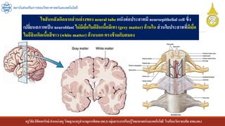 ครูวิชัยลิขิตพรรักษ์ ตาแหน่งครู วิทยฐานะครูชานาญการพิเศษ(คศ.3)กลุ่มสาระการเรียนรู้วิทยาศาสตร์และเทคโนโลยี โรงเรียนวัดราชบพิธ สพม.กท.1
สถาบันส่งเสริมการสอนวิทยาศาสตร์และเทคโนโลยี
ไขสันหลังเกิดจากส่วนล่างของ neural tube ผนังท่อประสาทมี neuroepithelial cell ซึ่ง
เปลี่ยนสภาพเป็น neuroblast ไม่มีเยื่อไมอีลินเนื้อมีเทา (grey matter) ด้านใน ส่วนใยประสาทที่มีเยื่อ
ไมอีลินเกิดเนื้อสีขาว (white matter) ด้านนอก ตรงข้ามกับสมอง
 