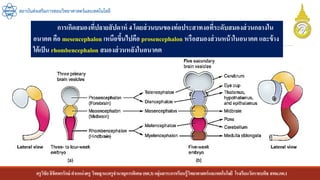 ครูวิชัยลิขิตพรรักษ์ ตาแหน่งครู วิทยฐานะครูชานาญการพิเศษ(คศ.3)กลุ่มสาระการเรียนรู้วิทยาศาสตร์และเทคโนโลยี โรงเรียนวัดราชบพิธ สพม.กท.1
สถาบันส่งเสริมการสอนวิทยาศาสตร์และเทคโนโลยี
การเกิดสมองที่ปลายสัปดาห์ 4โดยส่วนบนของท่อประสาทงอที่ระดับสมองส่วนกลางใน
อนาคต คือ mesencephalon เหนือขึ้นไปคือ prosencephalon หรือสมองส่วนหน้าในอนาคต และข้าง
ใต้เป็น rhombencephalon สมองส่วนหลังในอนาคต
 