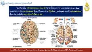 ครูวิชัยลิขิตพรรักษ์ ตาแหน่งครู วิทยฐานะครูชานาญการพิเศษ(คศ.3)กลุ่มสาระการเรียนรู้วิทยาศาสตร์และเทคโนโลยี โรงเรียนวัดราชบพิธ สพม.กท.1
สถาบันส่งเสริมการสอนวิทยาศาสตร์และเทคโนโลยี
ในสัปดาห์ที่ 5 โปรเซนเซฟาลอนส่วนหน้าขยายเพื่อเกิดครึ่งทรงกลมสมองใหญ่ (cerebral
hemisphere) หรือ telencephalon ซึ่งจะเป็นสมองส่วนซีรีบรัม ส่วนแผ่นฐานกลายเป็น diencephalon
ซึ่งจะพัฒนาต่อเป็นทาลามัสและไฮโพทาลามัส
 