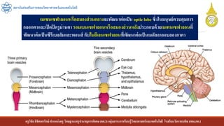 ครูวิชัยลิขิตพรรักษ์ ตาแหน่งครู วิทยฐานะครูชานาญการพิเศษ(คศ.3)กลุ่มสาระการเรียนรู้วิทยาศาสตร์และเทคโนโลยี โรงเรียนวัดราชบพิธ สพม.กท.1
สถาบันส่งเสริมการสอนวิทยาศาสตร์และเทคโนโลยี
เมเซนเซฟาลอนหรือสมองส่วนกลางจะพัฒนาต่อเป็น optic lobe ซึ่งในมนุษย์ควบคุมการ
กลอกตาและเปิดปิดรูม่านตารอมเบนเซฟาลอนหรือสมองส่วนหลังประกอบด้วยเมเทนเซฟาลอนที่
พัฒนาต่อเป็นซีรีเบลลัมและพอนส์ กับไมอีเลนเซฟาลอนที่พัฒนาต่อเป็นเมดัลลาออบลองกาตา
 