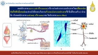 ครูวิชัยลิขิตพรรักษ์ ตาแหน่งครู วิทยฐานะครูชานาญการพิเศษ(คศ.3)กลุ่มสาระการเรียนรู้วิทยาศาสตร์และเทคโนโลยี โรงเรียนวัดราชบพิธ สพม.กท.1
สถาบันส่งเสริมการสอนวิทยาศาสตร์และเทคโนโลยี
เซลล์ประสาท (nerve cell หรือ neuron) หรือ หน่วยทางานระบบประสาท โดยเปลี่ยนแปลง
ศักย์ไฟฟ้าเยื่อเซลล์และทาหน้าที่จาเพาะในการสร้างและส่งกระแสประสาทได้ ซึ่งมีโครงสร้าง 2 ส่วน
คือ ตัวเซลล์ประสาท (cell body หรือ soma) และ ใยประสาท (nerve fiber)
 