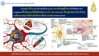 ครูวิชัยลิขิตพรรักษ์ ตาแหน่งครู วิทยฐานะครูชานาญการพิเศษ(คศ.3)กลุ่มสาระการเรียนรู้วิทยาศาสตร์และเทคโนโลยี โรงเรียนวัดราชบพิธ สพม.กท.1
สถาบันส่งเสริมการสอนวิทยาศาสตร์และเทคโนโลยี
cell body หรือ soma ประกอบด้วย nucleus ขนาดใหญ่อยู่กี่งกลางเห็นชัดเจน และ
cytoplasm มีไมโทคอนเดรียที่ผลิตพลังงาน ATP และ nissl body เป็นกลุ่ม RER หรือ เอ็นโดพ
ลาสซึมแบบขรุขระที่สร้างโปรตีนสารสื่อประสาทส่งออกจานวนมาก
 