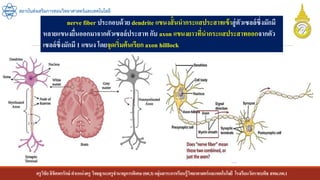 ครูวิชัยลิขิตพรรักษ์ ตาแหน่งครู วิทยฐานะครูชานาญการพิเศษ(คศ.3)กลุ่มสาระการเรียนรู้วิทยาศาสตร์และเทคโนโลยี โรงเรียนวัดราชบพิธ สพม.กท.1
สถาบันส่งเสริมการสอนวิทยาศาสตร์และเทคโนโลยี
nerve fiber ประกอบด้วย dendrite แขนงสั้นนากระแสประสาทเข้าสู่ตัวเซลล์ซึ่งมักมี
หลายแขนงยื่นออกมาจากตัวเซลล์ประสาท กับ axon แขนงยาวที่นากระแสประสาทออกจากตัว
เซลล์ซึ่งมักมี 1 แขนง โดยจุดเริ่มต้นเรียก axon hilllock
 
