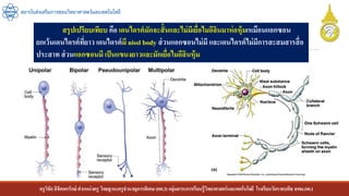 ครูวิชัยลิขิตพรรักษ์ ตาแหน่งครู วิทยฐานะครูชานาญการพิเศษ(คศ.3)กลุ่มสาระการเรียนรู้วิทยาศาสตร์และเทคโนโลยี โรงเรียนวัดราชบพิธ สพม.กท.1
สถาบันส่งเสริมการสอนวิทยาศาสตร์และเทคโนโลยี
สรุปเปรียบเทียบ คือ เดนไดรต์มักจะสั้นและไม่มีเยื่อไมอีลินมาห่อหุ้มเหมือนแอกซอน
ยกเว้นเดนไดรต์ที่ยาว เดนไดรต์มี nissl body ส่วนแอกซอนไม่มี และเดนไดรต์ไม่มีการสะสมสารสื่อ
ประสาท ส่วนแอกซอนมี เป็นแขนงยาวและมักเยื่อไมอีลินหุ้ม
 
