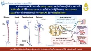 ครูวิชัยลิขิตพรรักษ์ ตาแหน่งครู วิทยฐานะครูชานาญการพิเศษ(คศ.3)กลุ่มสาระการเรียนรู้วิทยาศาสตร์และเทคโนโลยี โรงเรียนวัดราชบพิธ สพม.กท.1
สถาบันส่งเสริมการสอนวิทยาศาสตร์และเทคโนโลยี
การจาแนกตามหน้าที่มี 3 แบบ คือ sensory neuron จากหน่วยรับความรู้สึกเข้า CNS อาจเป็น
1 ขั้วเทียม หรือ 2 ขั้วก็ได้ motor neuron จาก CNS ไปยังหน่วยปฏิบัติการ และ inter/association
neuron เชื่อมเซลล์รับความรู้สึกกับสั่งการภายในCNS ซึ่งเป็นหลายขั้วเหมือนกัน
 